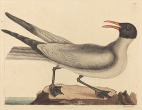 The Laughing Gull (Larus articilla), published 1731-1743.