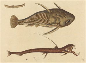 The Viper-mouth (Silurus cataphractus), published 1731-1743.