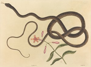 The Coach-whip Snake (Coluber flagellum), published 1731-1743.