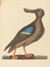 The Blue Winged Shoveler (Anas clypeata foemina), published 1754.