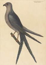 The Swallow Tail Hawk (Falco furcatus), published 1754.