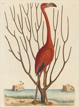 The Flamingo (Phoenicopterus ruber), published 1731-1743.