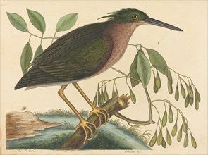 The Small Bittern (Ardea virescens), published 1754.