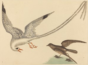 The Rice-bird (Emberiza oryzivora), published 1731-1743.