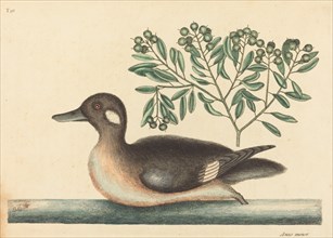 The Little Brown Duck (Anas rustica), published 1754.