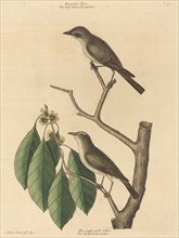 The Little Brown Flycatcher, published 1731-1743.