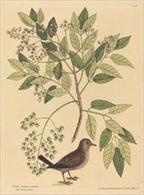 The Ground Dove (Columba passerina), published 1731-1743.