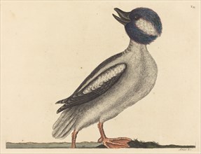 The Buffel's Head Duck (Anas bucephala), published 1731-1743.