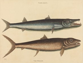 The Barracuda (Esox barracuda), published 1754.