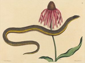The Glass Snake (Anguis ventralis), published 1731-1743.