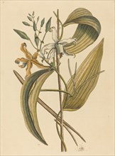 The Vanelloe (Epidendrum Vanilla), published 1731-1743.