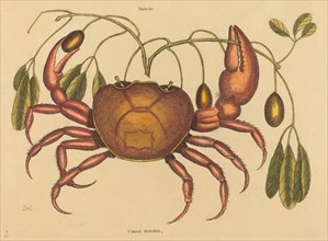 The Land-crab (Cancer ruricola), published 1731-1743.
