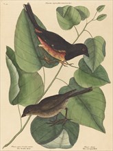 The Towhe Bird (Fringilla erythrophthalma), published 1754.