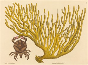 The Red Clawed Crab (Cancer erythropus), published 1731-1743.