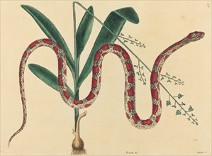 The Corn Snake (Coluber fulvius?), published 1731-1743.