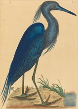 The Blue Heron (Ardea coerulea), published 1731-1743.