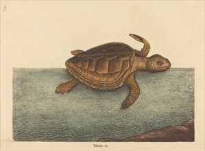 The Logger-head Turtle (Testudo Cavanna), published 1731-1743.