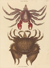 Red Mottled Rock-crab (Cancer grapsus), published 1731-1743.