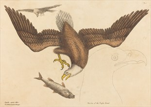 The Bald Eagle (Falco leucocephalus), published 1731-1743.