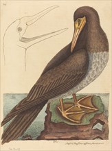 The Booby (Pelecanus Sula), published 1731-1743.