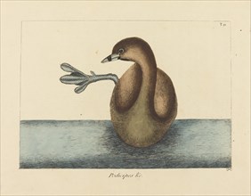 The Pied-billed Dobchick (Colymbus podiceps), published 1731-1743.