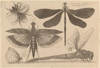 Dragonflies and a Bumble Bee, 1646.