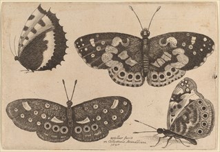 Four Butterflies, 1646.