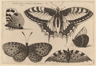 Five Butterflies, 1646.