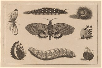 Three Caterpillars, a Moth, and Four Butterflies.