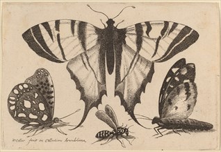 Three Butterflies and a Wasp, 1646.