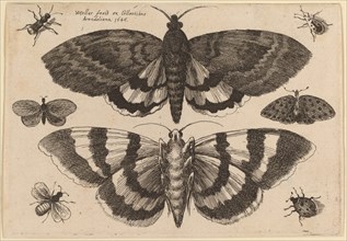 Two Moths and Six Insects, 1646.