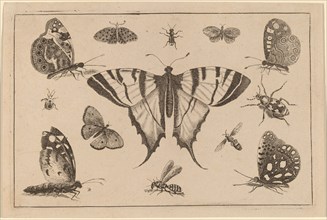 Swallow-tailed Butterfly and Twelve Other Insects.
