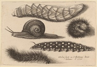 Four Caterpillars and a Snail, 1646.