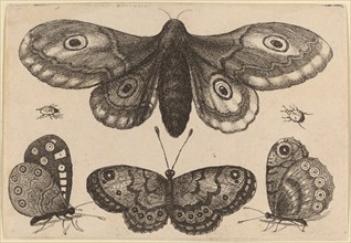 Moth, Three Butterflies, and Two Beetles, 1646.