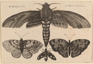 Moth and Three Butterflies, 1646.