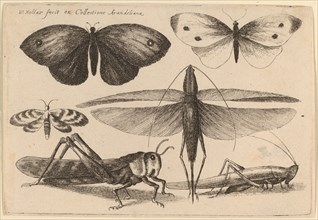 Six Insects, 1646.