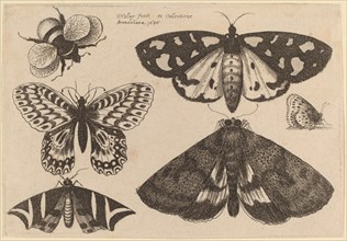 Three Moths, Two Butterflies, and a Bumble Bee, 1646.