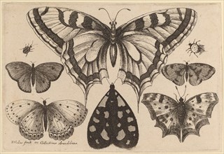 Five Butterflies, a Moth, and Two Beetles, 1646.