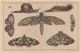 Six Insects, a Caterpillar, and a Snail.