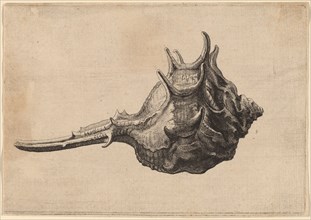 Shell (Murex brandaris), c. 1645.