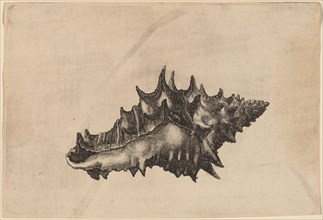 Shell (Vasum ceramicum), c. 1645.