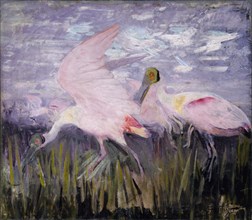 Roseate Spoonbills, study for book Concealing Coloration in the Animal Kingdom, ca. 1905-1909.