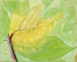 Lunar Caterpillar, study for book Concealing Coloration in the Animal Kingdom, n.d.