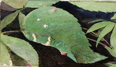 White Birch Leaf Edge Caterpillar, study for book Concealing Coloration in the Animal Kingdom, late 19th-early 20th century.