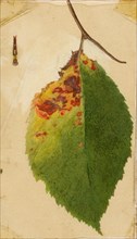 Crumpled and Withered Leaf Edge Mimicking Caterpillar, study for book Concealing Coloration in the Animal Kingdom, late 19th-early 20th century.