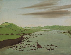 Buffalo Herds Crossing the Upper Missouri, 1832.