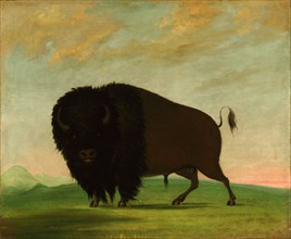 Buffalo Bull, Grazing on the Prairie, 1832-1833.