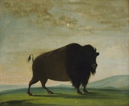 Buffalo Cow, Grazing on the Prairie, 1832-1833.