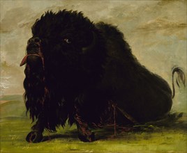 Dying Buffalo, Shot with an Arrow, 1832-1833.