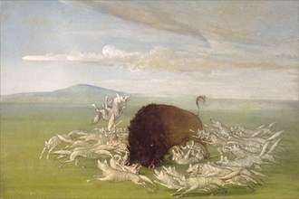 White Wolves Attacking a Buffalo Bull, 1832-1833.